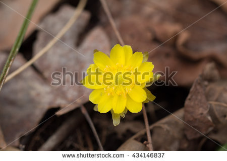 Adonis Flower Stock Photos, Royalty.