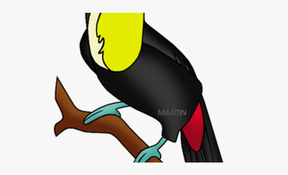 Toucan Clipart Rainforest Snake.