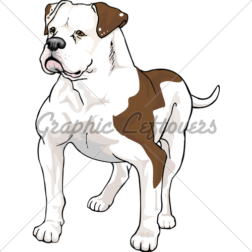 Amercian Bulldog · GL Stock Images.