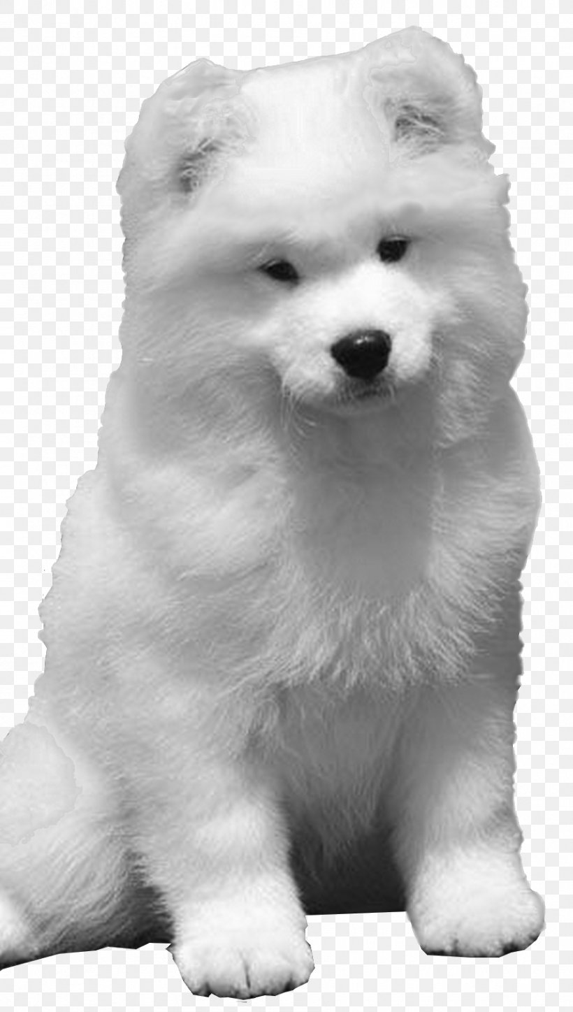 Samoyed Dog American Eskimo Dog Siberian Husky Pomeranian.