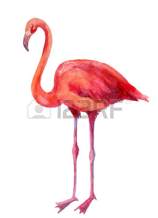 106 American Flamingo Stock Vector Illustration And Royalty Free.