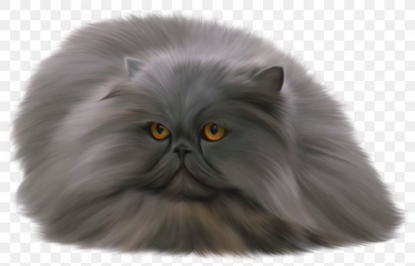 Persian Cat British Shorthair Russian Blue Clip Art, PNG.