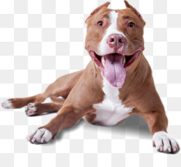 American Pit Bull Terrier PNG and American Pit Bull Terrier.