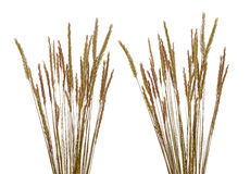 Beach grass clipart.