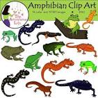 Amphibia clipart.