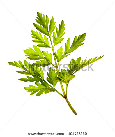 Chervil Stock Photos, Royalty.