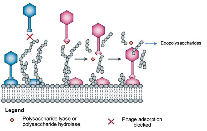 The War between Bacteria and Bacteriophages.