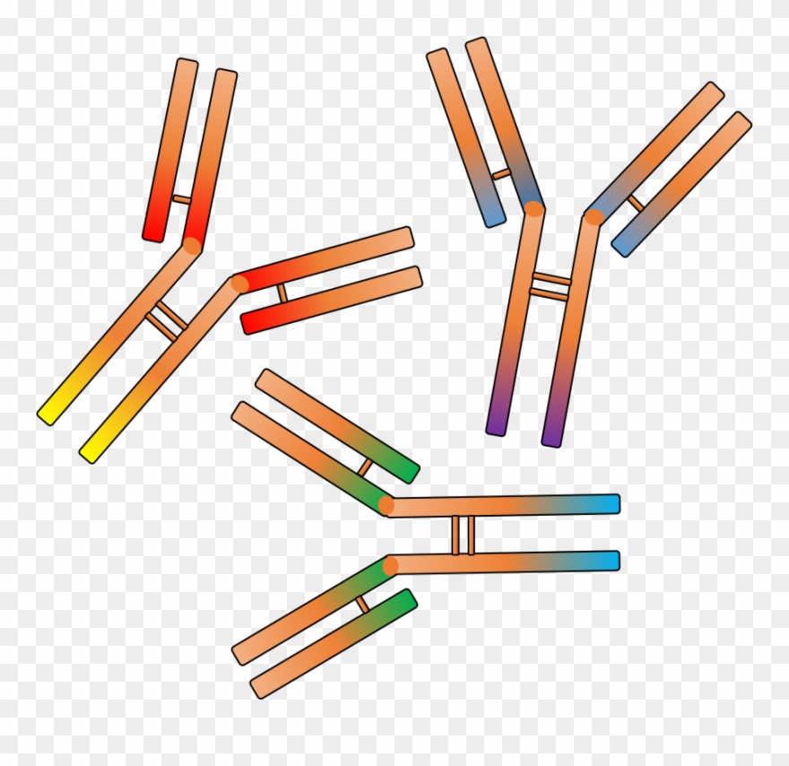 Rabbit Polyclonal Antibody Service.