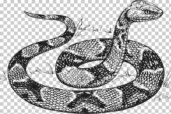 Snake Python Drawing , anaconda PNG clipart.