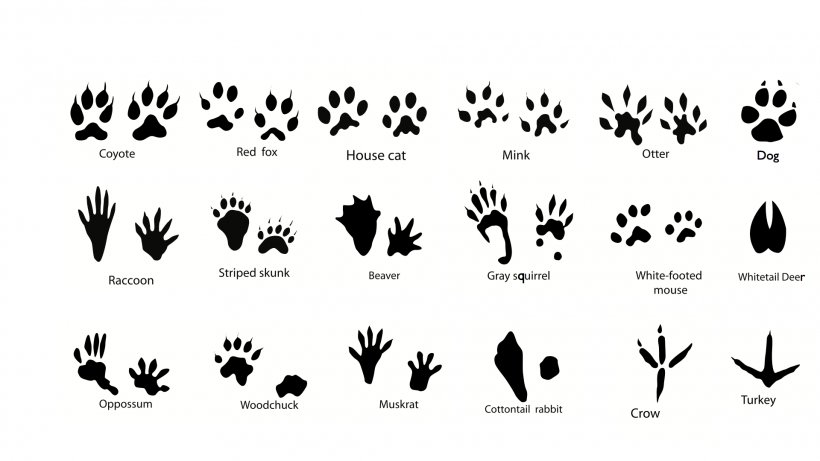 Squirrel Dog Animal Track Footprint Clip Art, PNG.