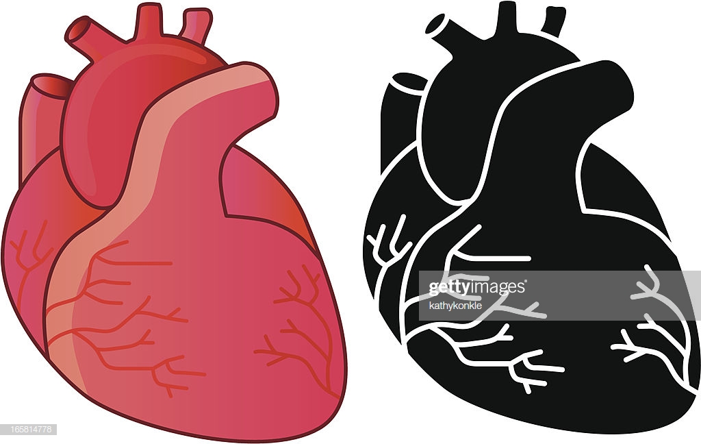 60 Top Human Heart Stock Illustrations, Clip art, Cartoons, & Icons.