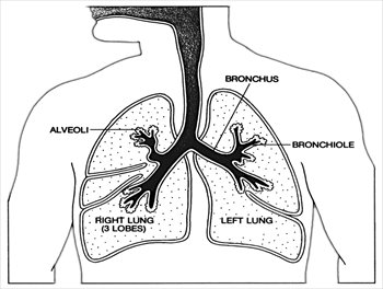 Lungs clipart anatomy, Lungs anatomy Transparent FREE for.