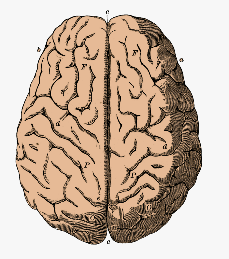 Brain Clipart Png 85803.