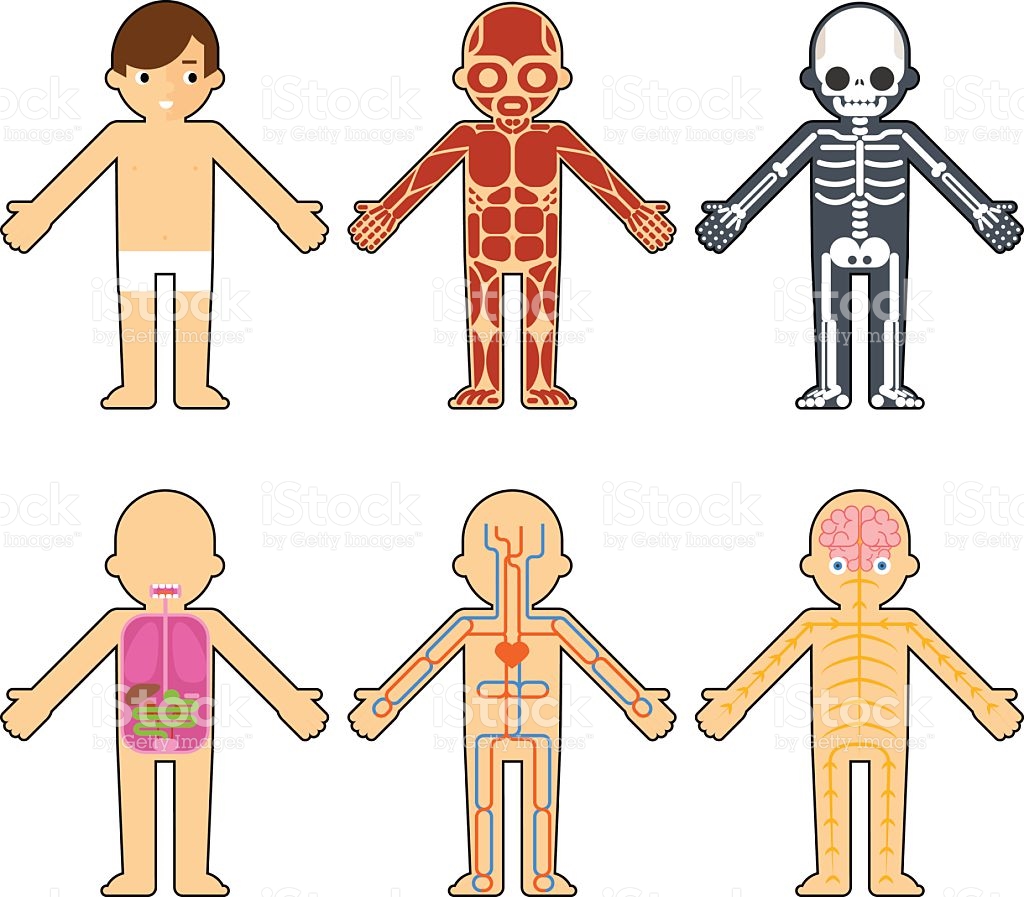 1991 Human Body free clipart.