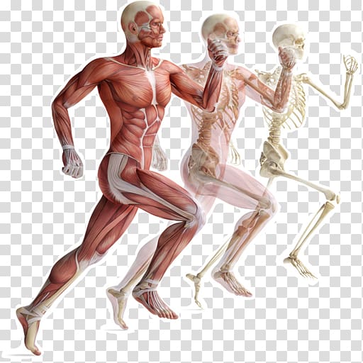 Skeletal muscle Human skeleton Muscular system Human body.