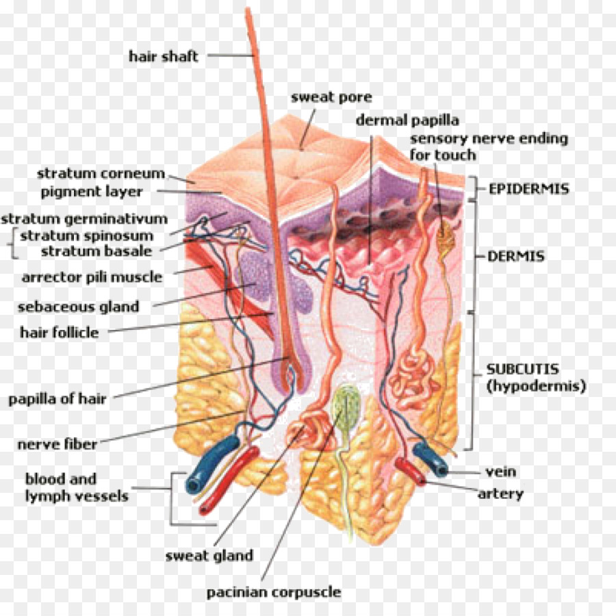 Sweat gland Hair follicle Perspiration Human body.