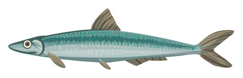 Anchovy Stock Illustrations.