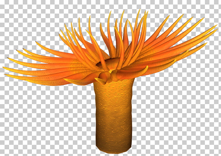 Coral Algae Sea anemone , coral PNG clipart.