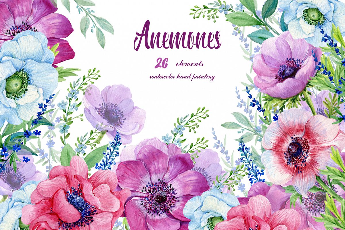 Anemones Watercolor . Flowers Clipart . Floral Elements.