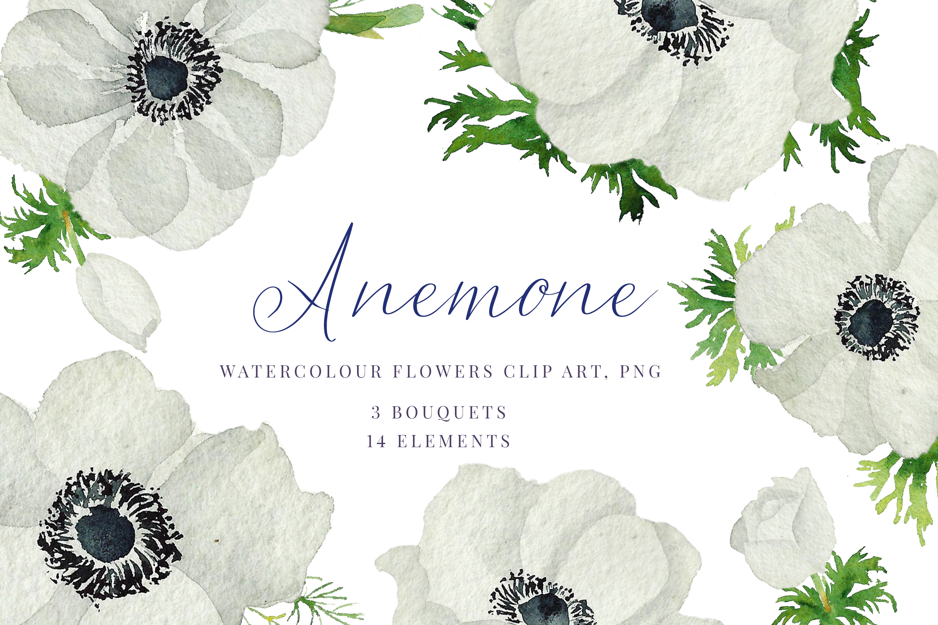 Watercolour Anemone, White, blue Anemones, Wedding clipart.