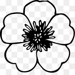 Anemone Flower PNG.