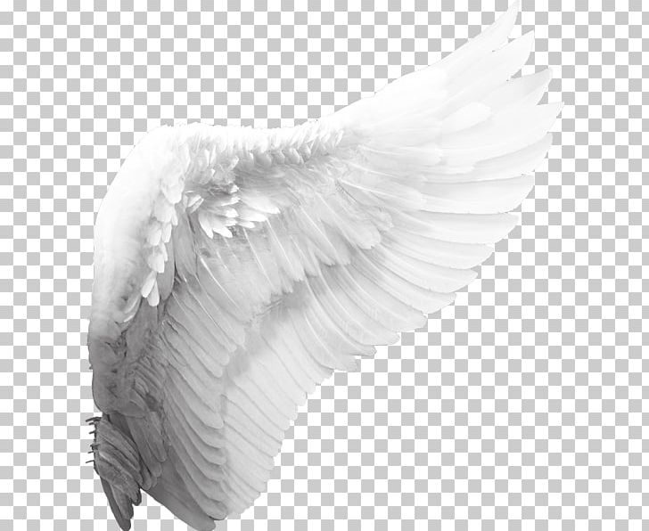 Cherub Angel Wing PNG, Clipart, Angel, Angel Wing, Angel.