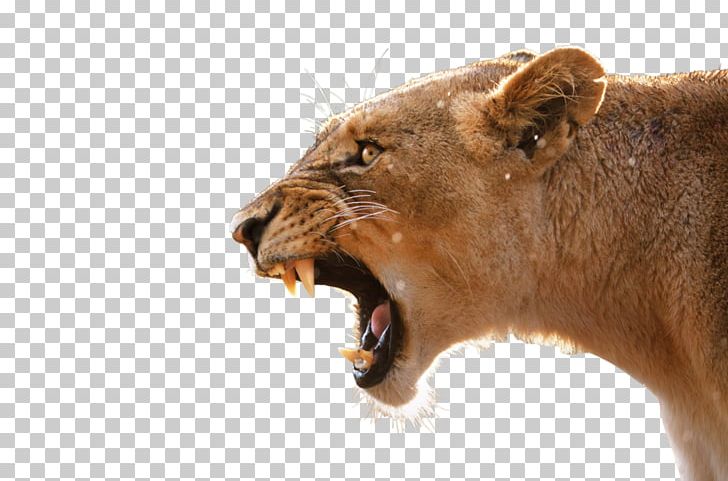 Lion Desktop Anger Tiger Roar PNG, Clipart, Aliexpress.