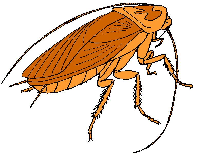 Free Cockroach Pictures Images, Download Free Clip Art, Free.