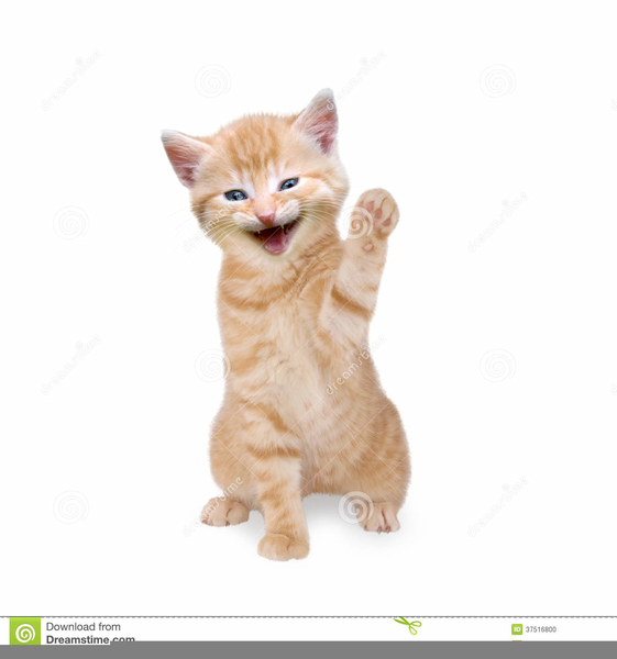 Download Free png Animated Happy Cat Clipart.