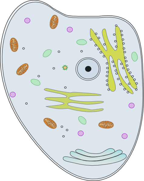 Clip Art Of Human Cells Clipart.