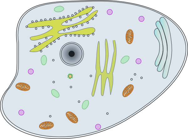 Animal Cell Clipart.