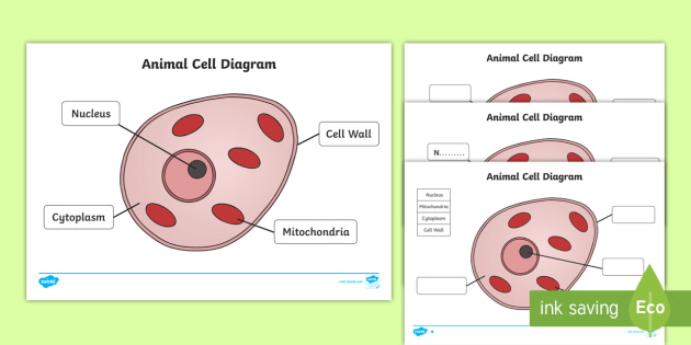 Animal Cell Diagram Worksheet.