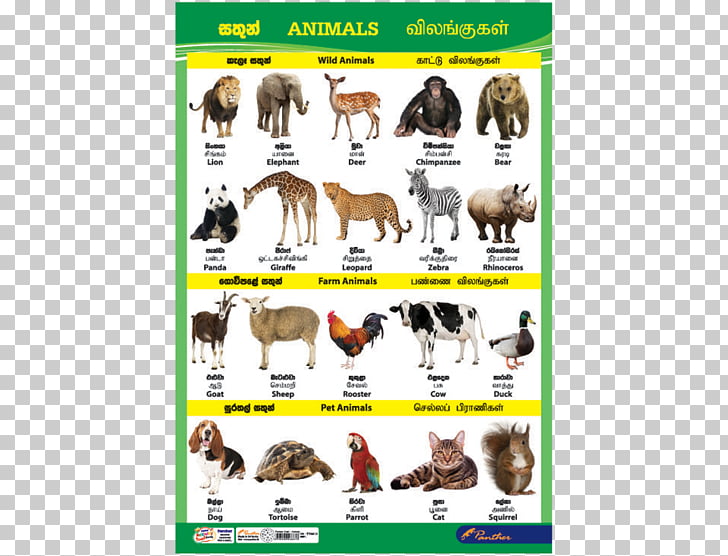 Dog Sri Lanka Cat Animal Chart, catalog charts PNG clipart.