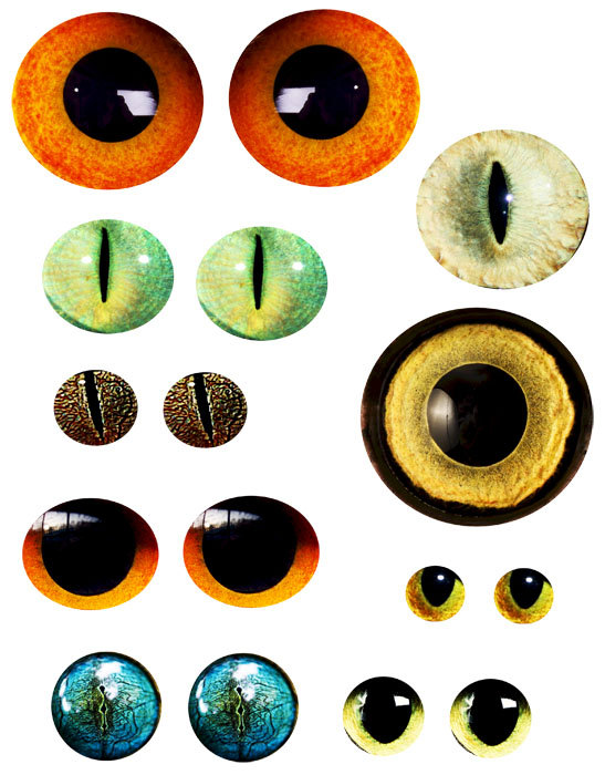 Animal eyes clipart.