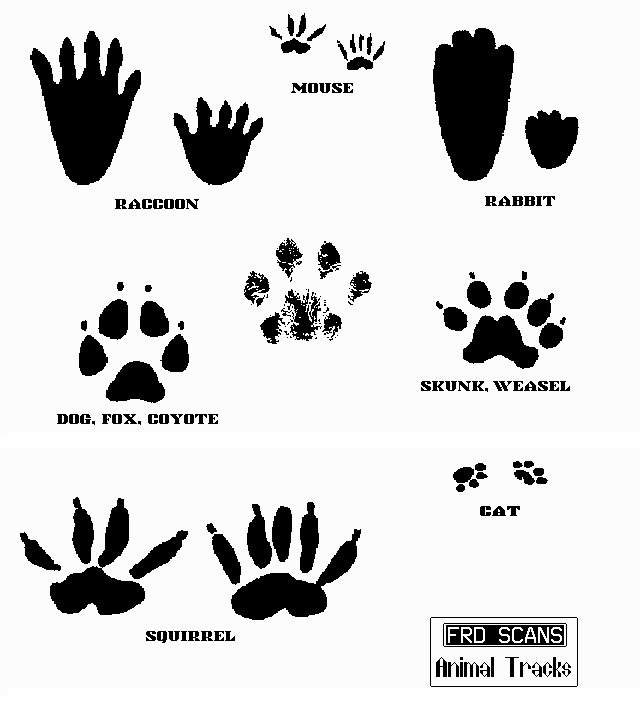 Free Animal Tracks Cliparts, Download Free Clip Art, Free.