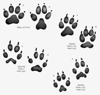 Free Animal Tracks Clip Art with No Background.