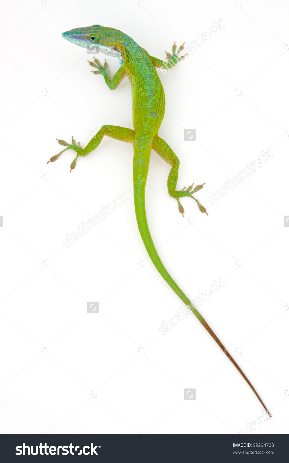 Carolina Anole Anolis Carolinensis On White Stock Photo 99294728.