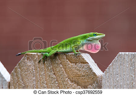 Stock Images of Green Anole lizard (Anolis carolinensis) showing.