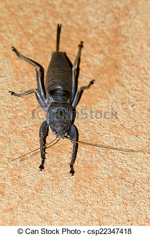 Stock Photography of Grey weta.