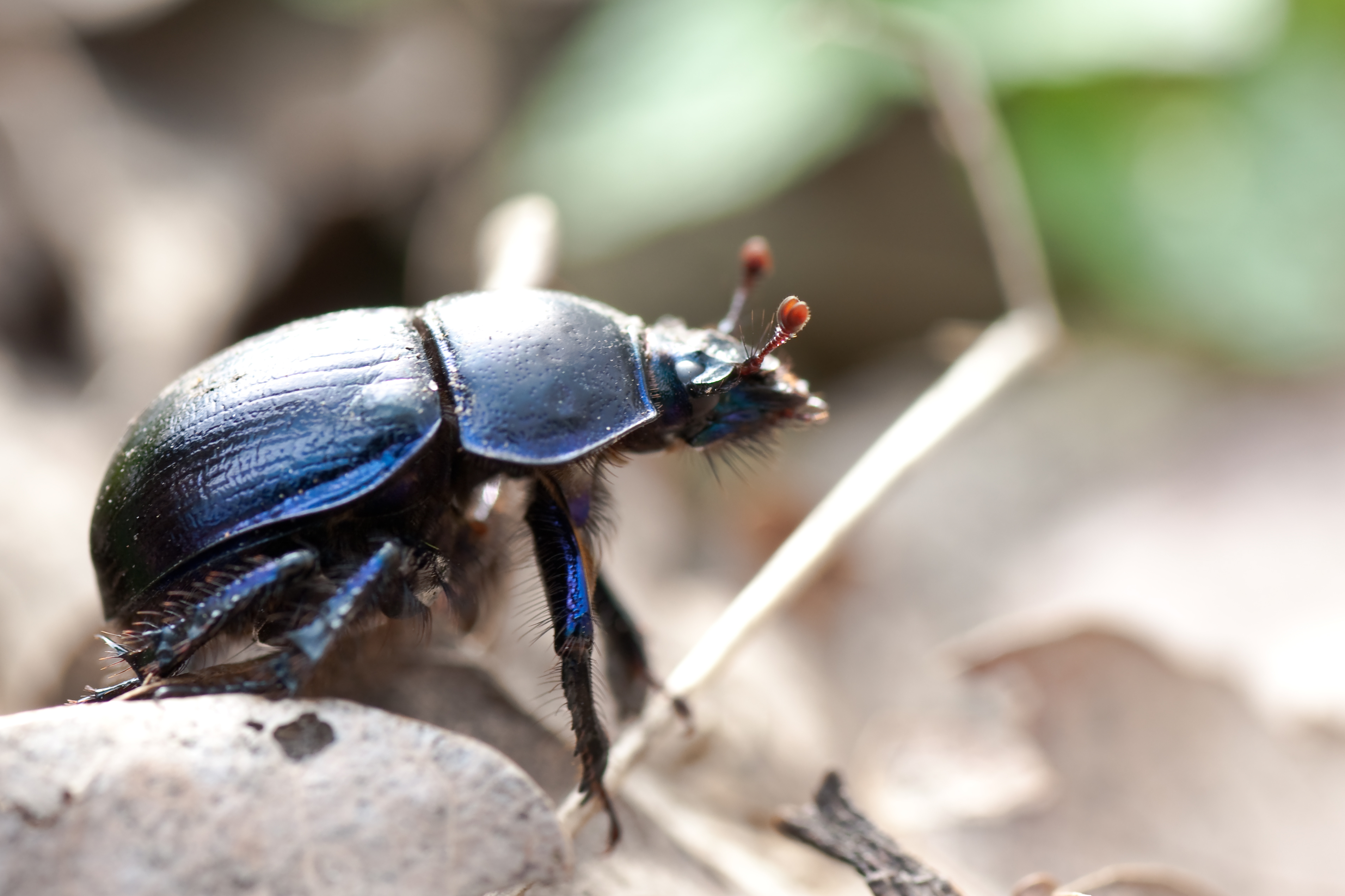 File:Anoplotrupes stercorosus 02 (MK).jpg.