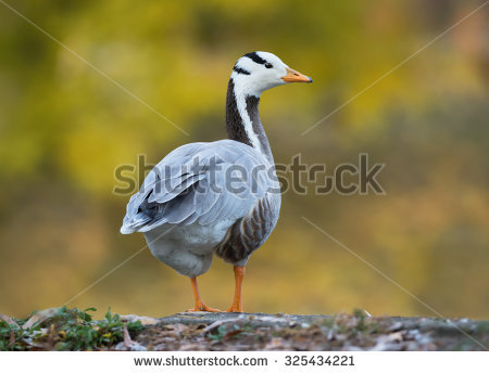 Anser Goose Stock Photos, Images, & Pictures.