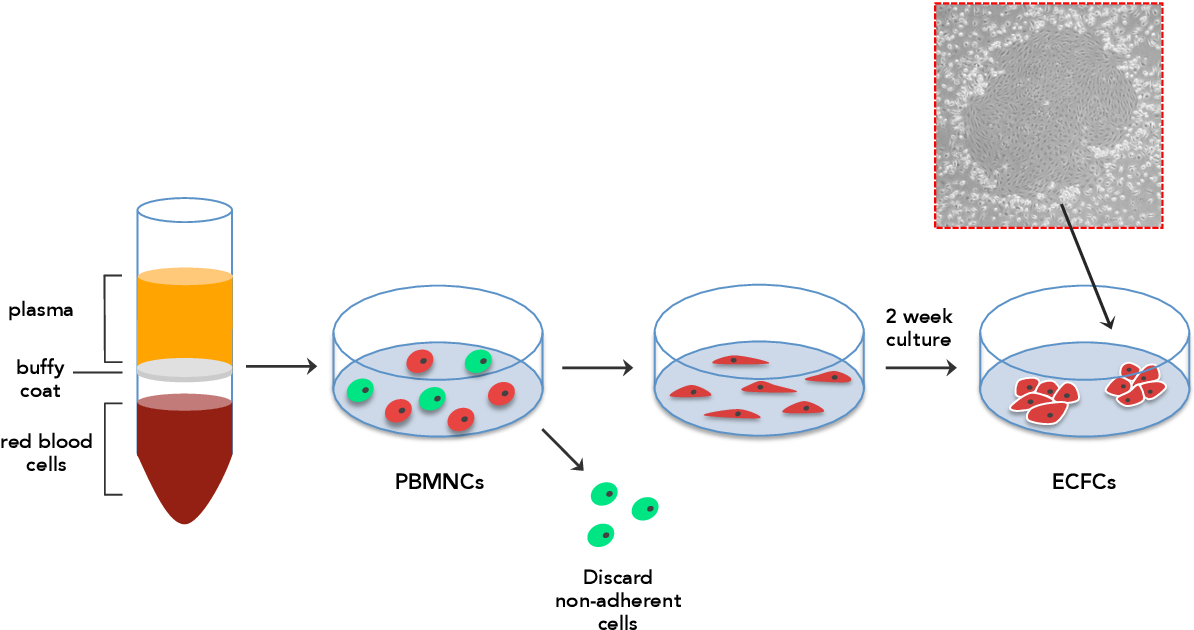 Figure 2.1 from Endothelial colony forming cells (ECFCs) and.