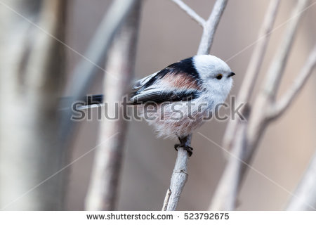 Aegithalidae Stock Photos, Royalty.