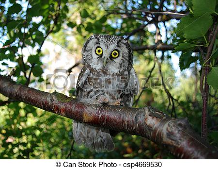 Stock Photography of Owl (Aegolius funereus) on a tree branch in.