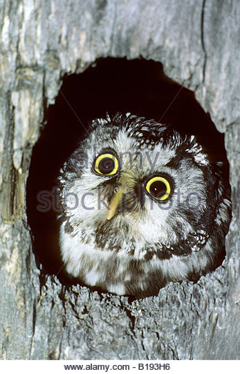 Adult Boreal Owl Aegolius Funereus Stock Photos & Adult Boreal Owl.