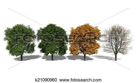 Stock Illustrations of Aesculus hippocastanum (Four Seasons.