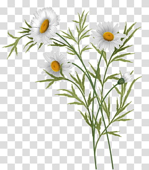 Daisies , white daisy flowers illustration transparent.