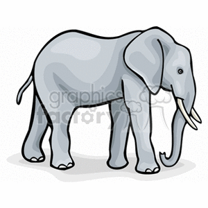 Full profile of large African elephant with tusks clipart. Royalty.