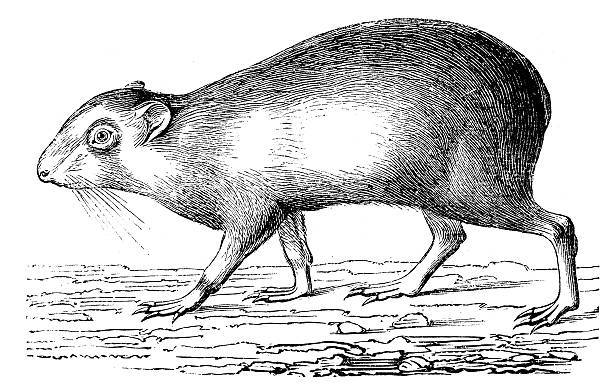 Agouti Clip Art, Vector Images & Illustrations.