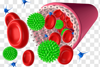 Platelet cutout PNG & clipart images.